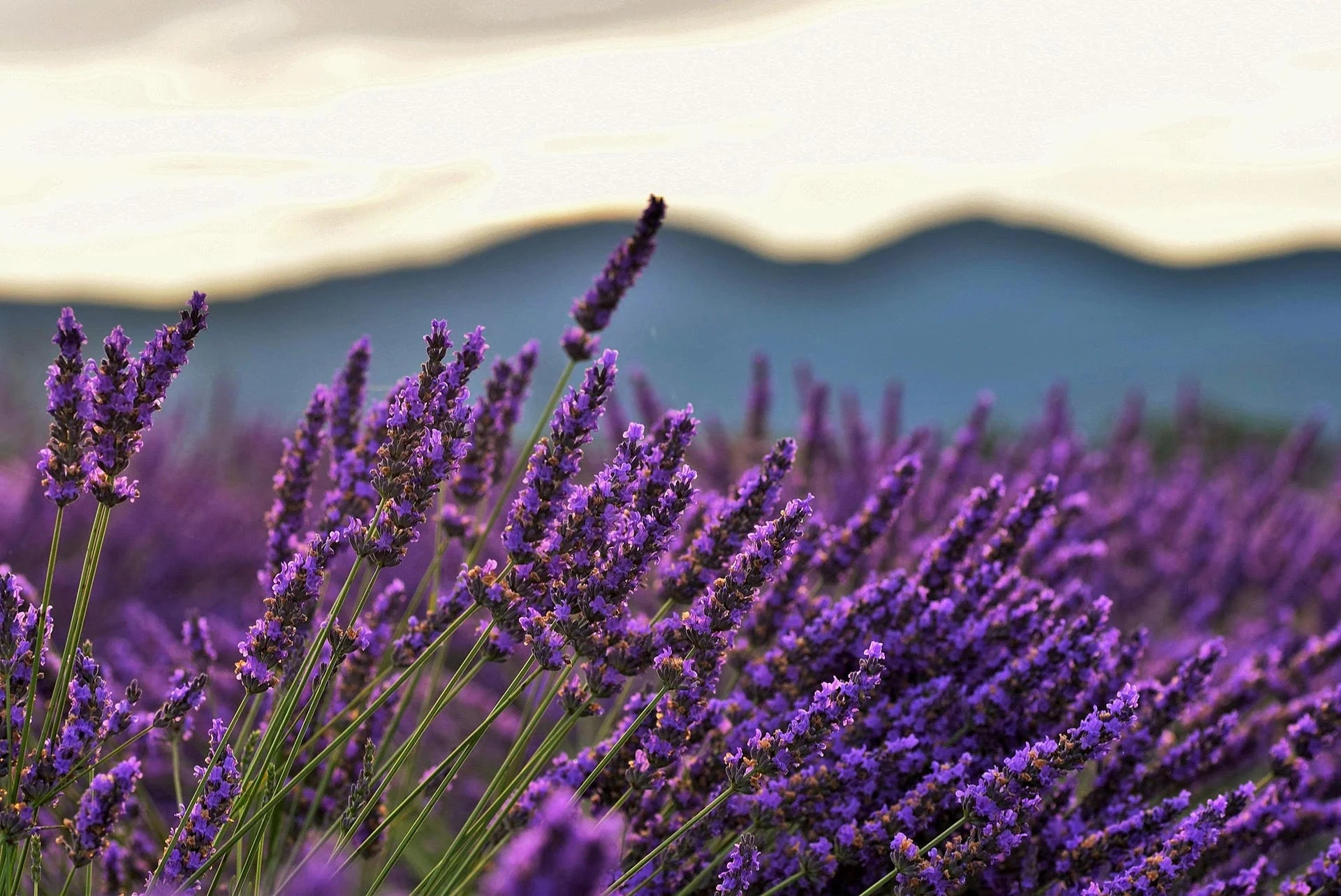 Primo piano di spighe di lavanda viola